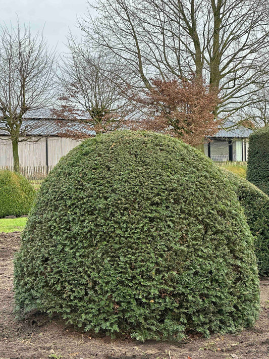 TB TOPIARY #452