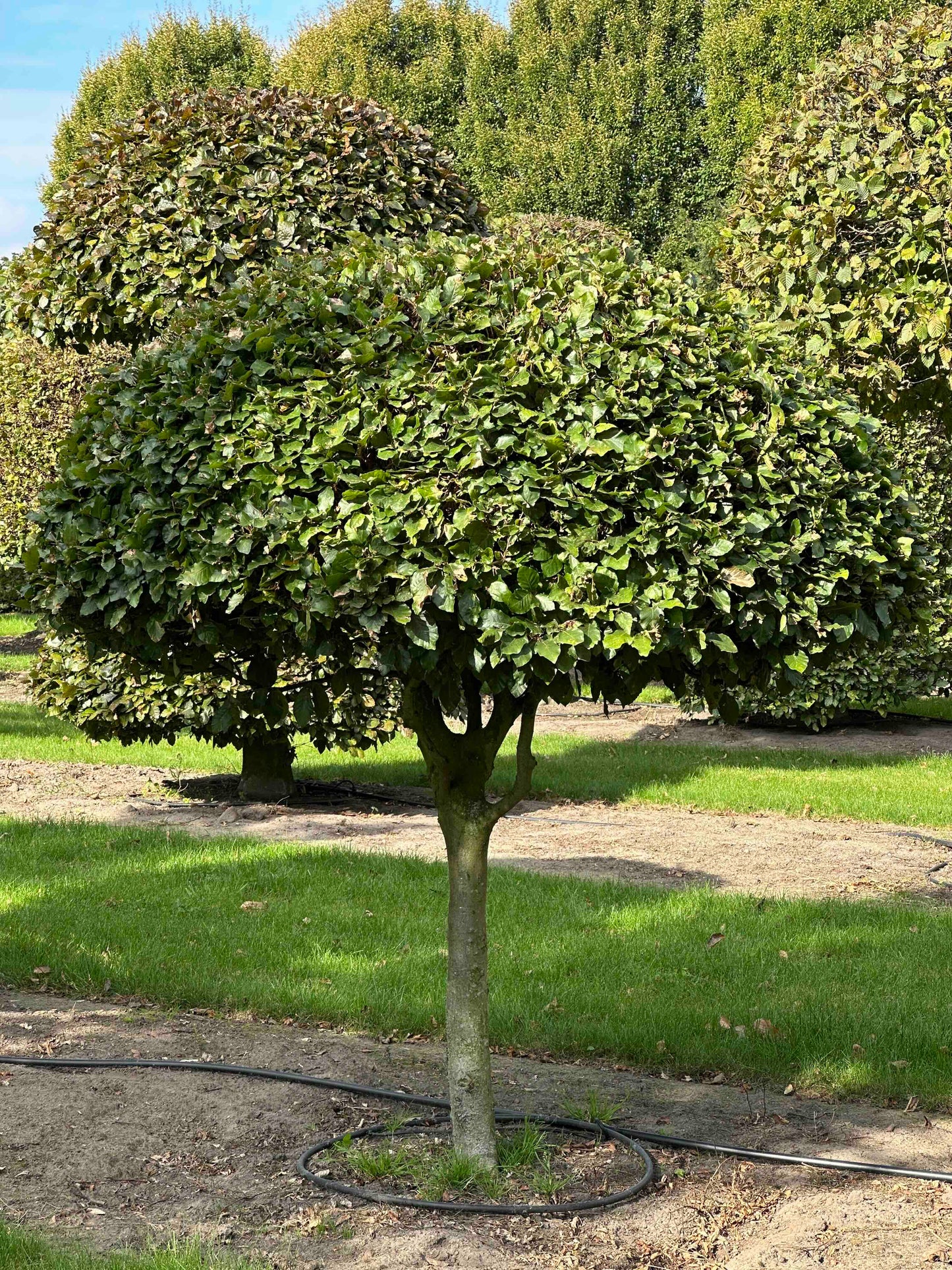 FS TOPIARY #088