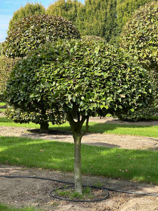 FS TOPIARY #088