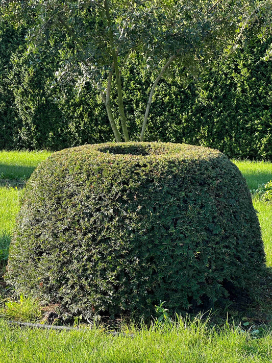 TB TOPIARY #059