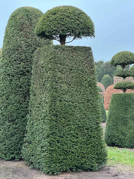 TB TOPIARY #160