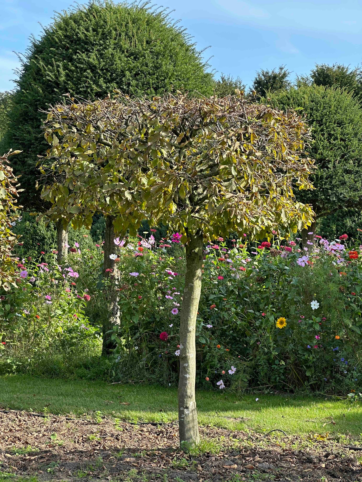 CB TOPIARY #106
