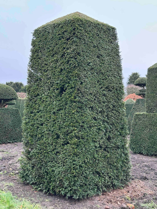 TB TOPIARY #141