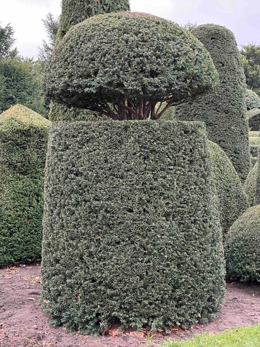 TB TOPIARY #414