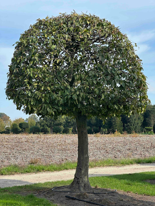 CB TOPIARY #150