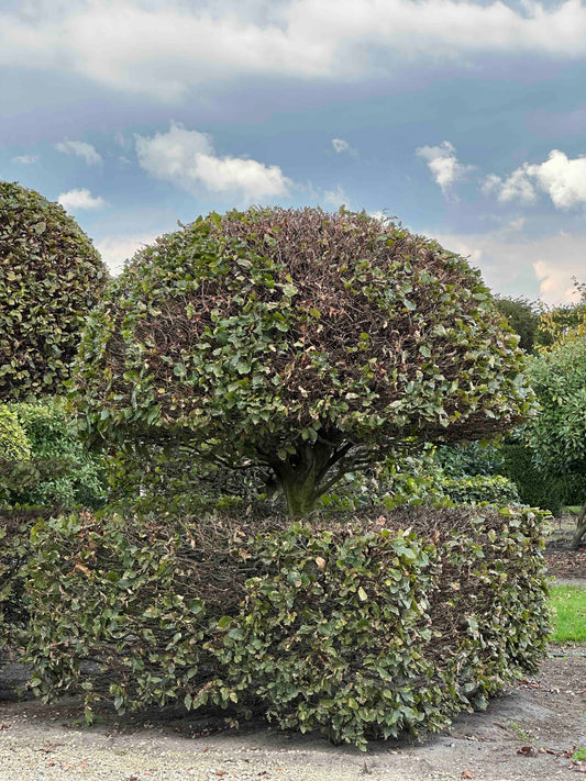 FS TOPIARY #139