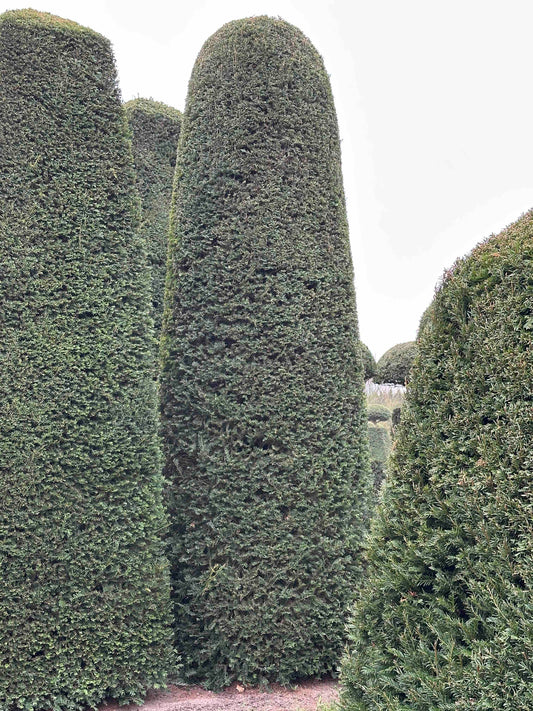 TB TOPIARY #155