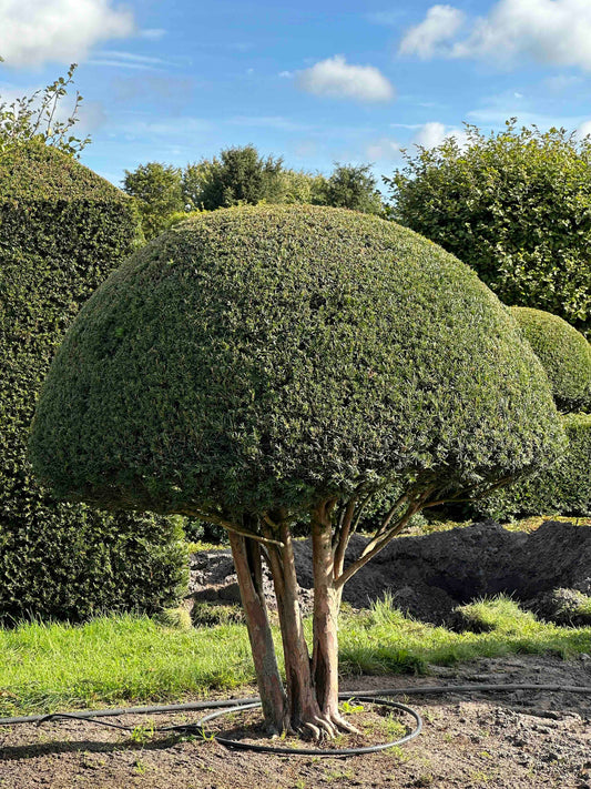 TB TOPIARY #303
