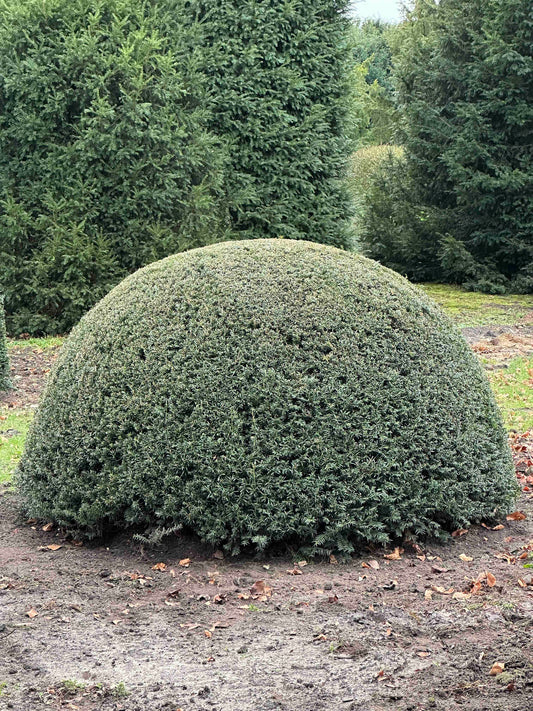 TB TOPIARY #467