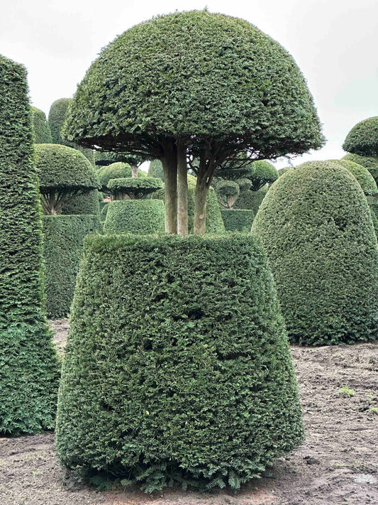 TB TOPIARY #107