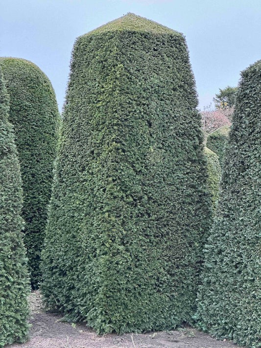 TB TOPIARY #123