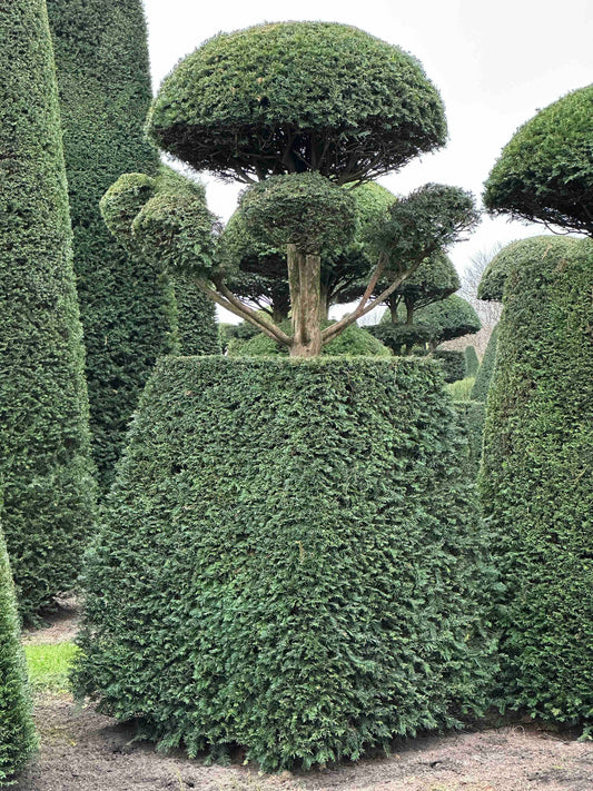 TB TOPIARY #144