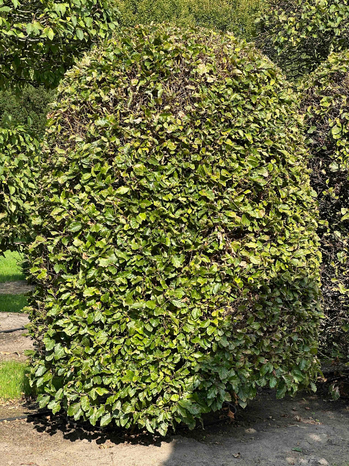 FS TOPIARY #117