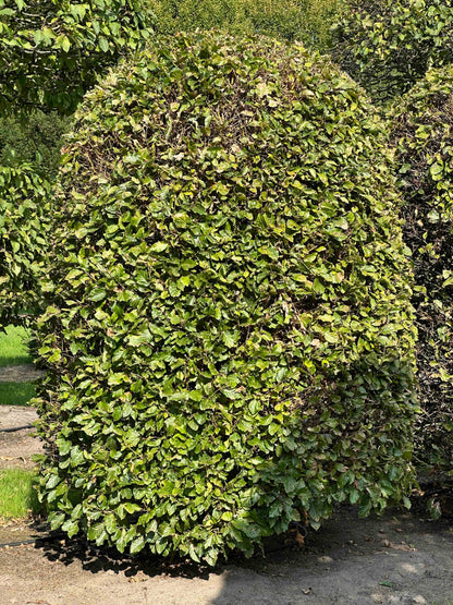 FS TOPIARY #117