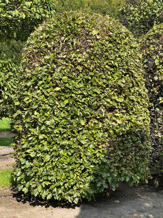 FS TOPIARY #117