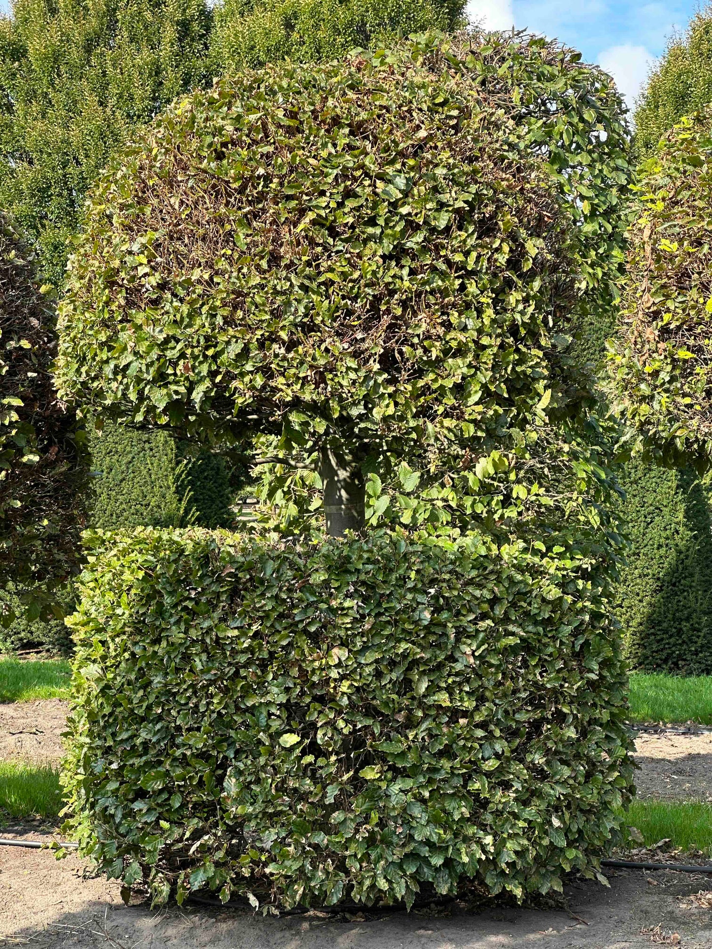 FS TOPIARY #121