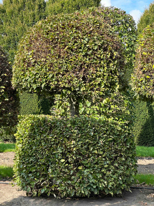 FS TOPIARY #121