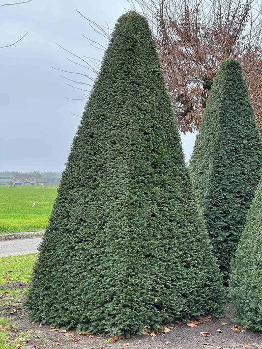 TB TOPIARY #237