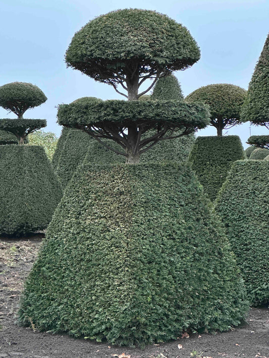 TB TOPIARY #221