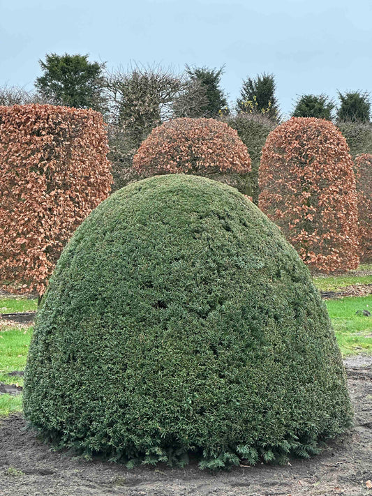 TB TOPIARY #91