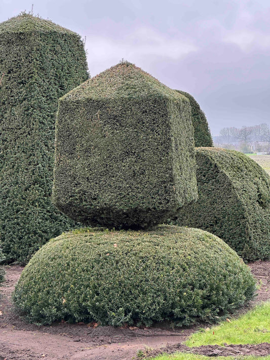 TB TOPIARY #419