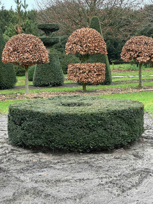 TB TOPIARY #274