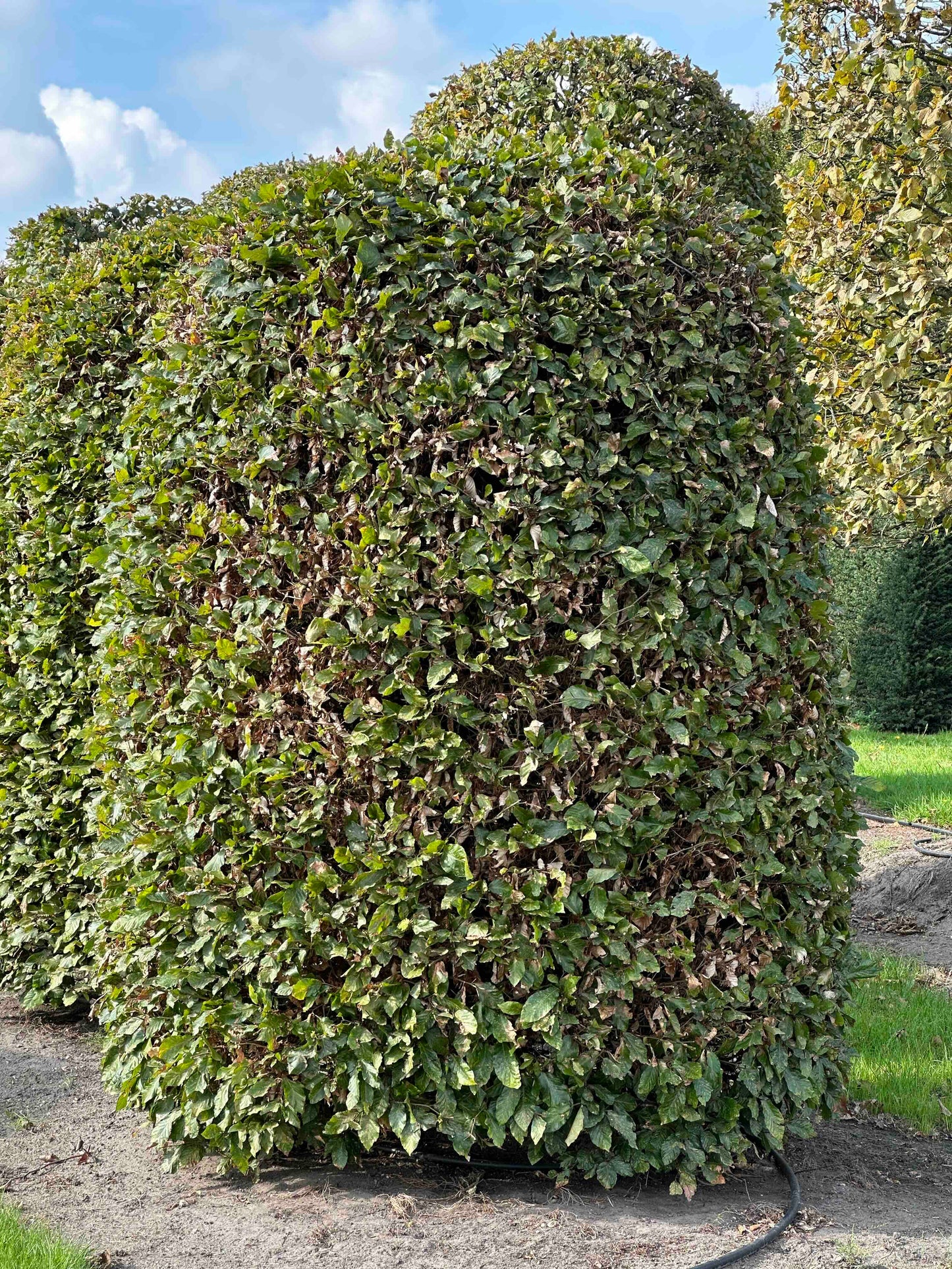 FS TOPIARY #103