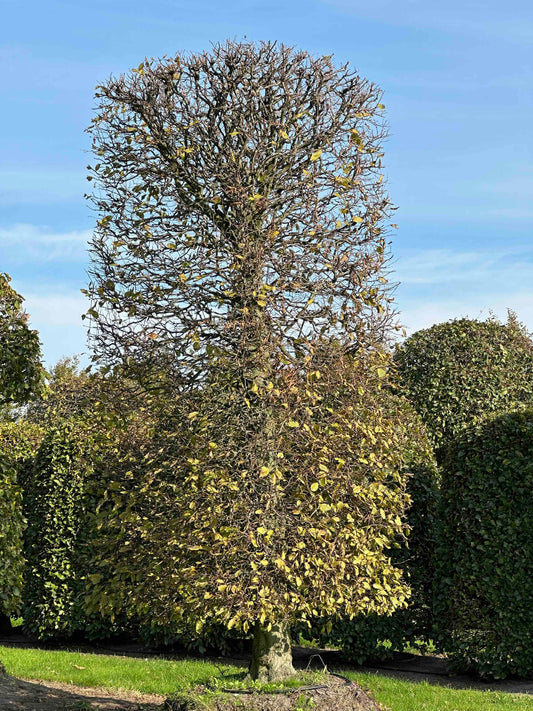 CB TOPIARY #164