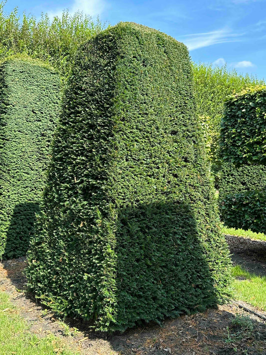TB TOPIARY #055