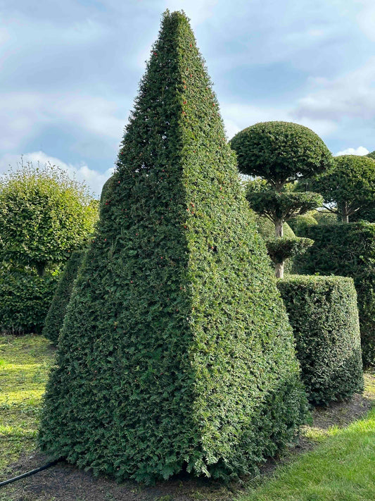 TB TOPIARY #316