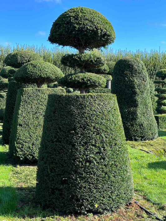 TB TOPIARY #032