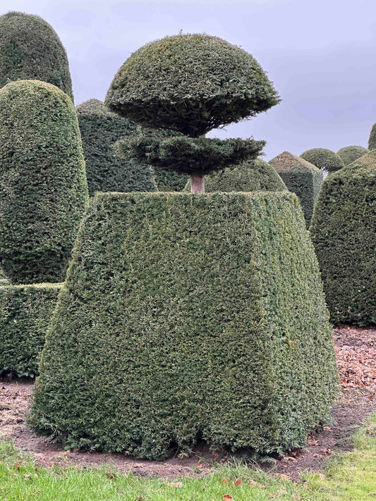 TB TOPIARY #410