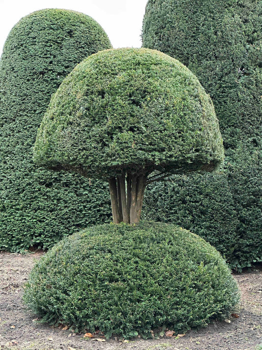 TB TOPIARY #431
