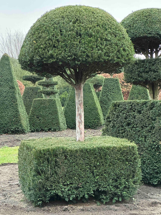 TB TOPIARY #200