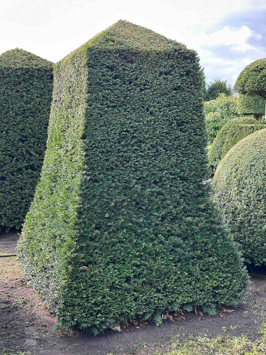 TB TOPIARY #351