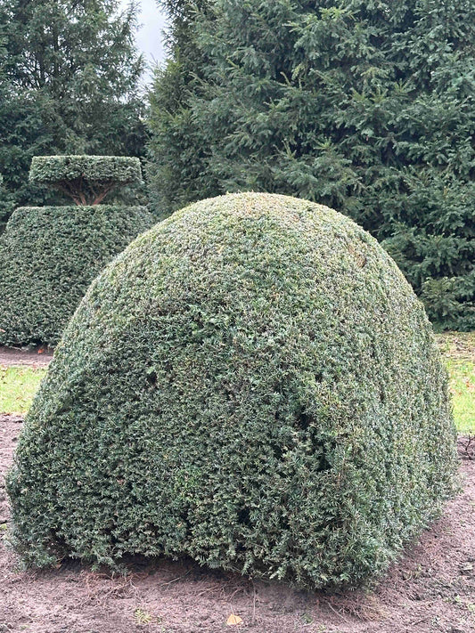 TB TOPIARY #470