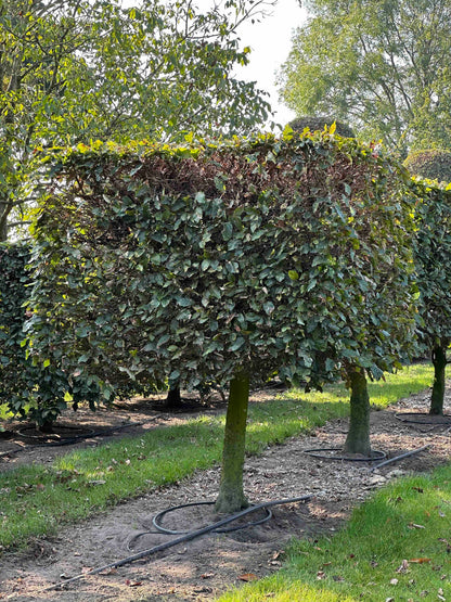 FS TOPIARY #011