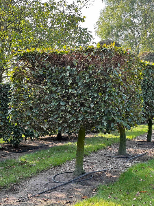 FS TOPIARY #011