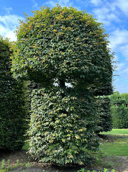 CB TOPIARY #084