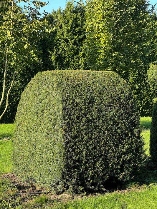 TB TOPIARY #063