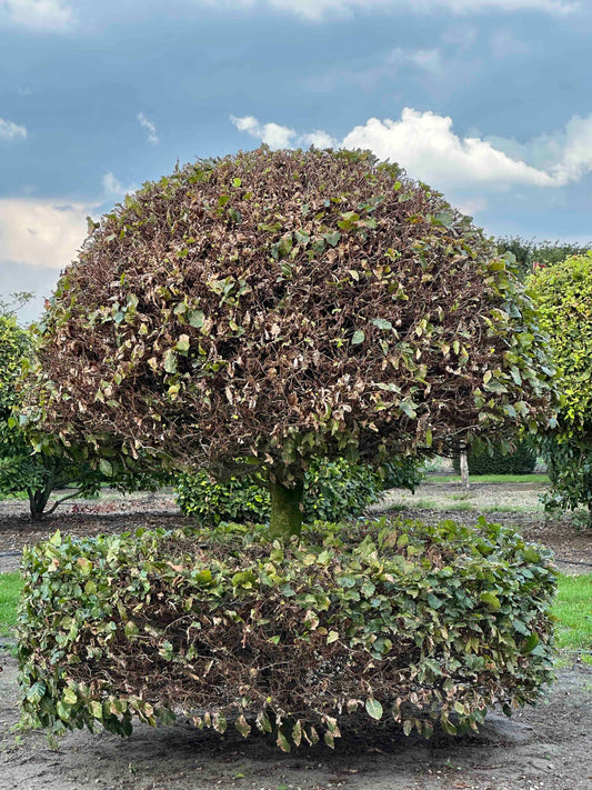 FS TOPIARY #144