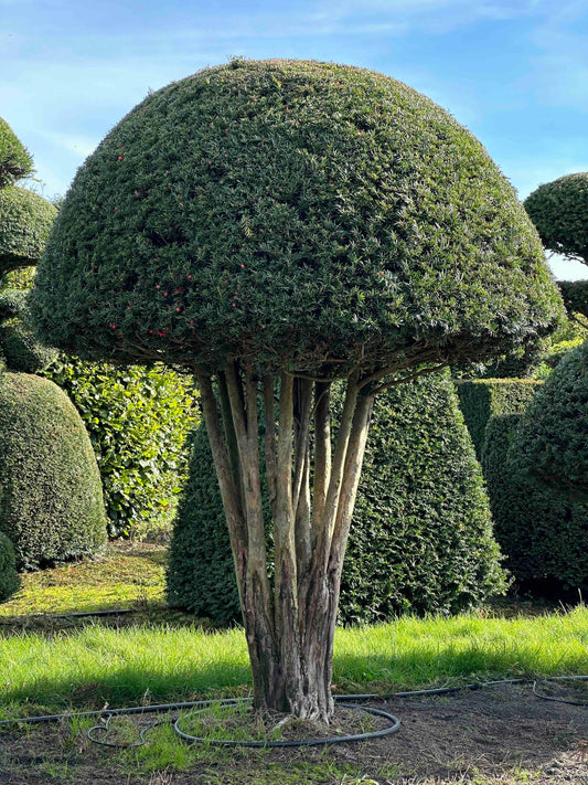 TB TOPIARY #295