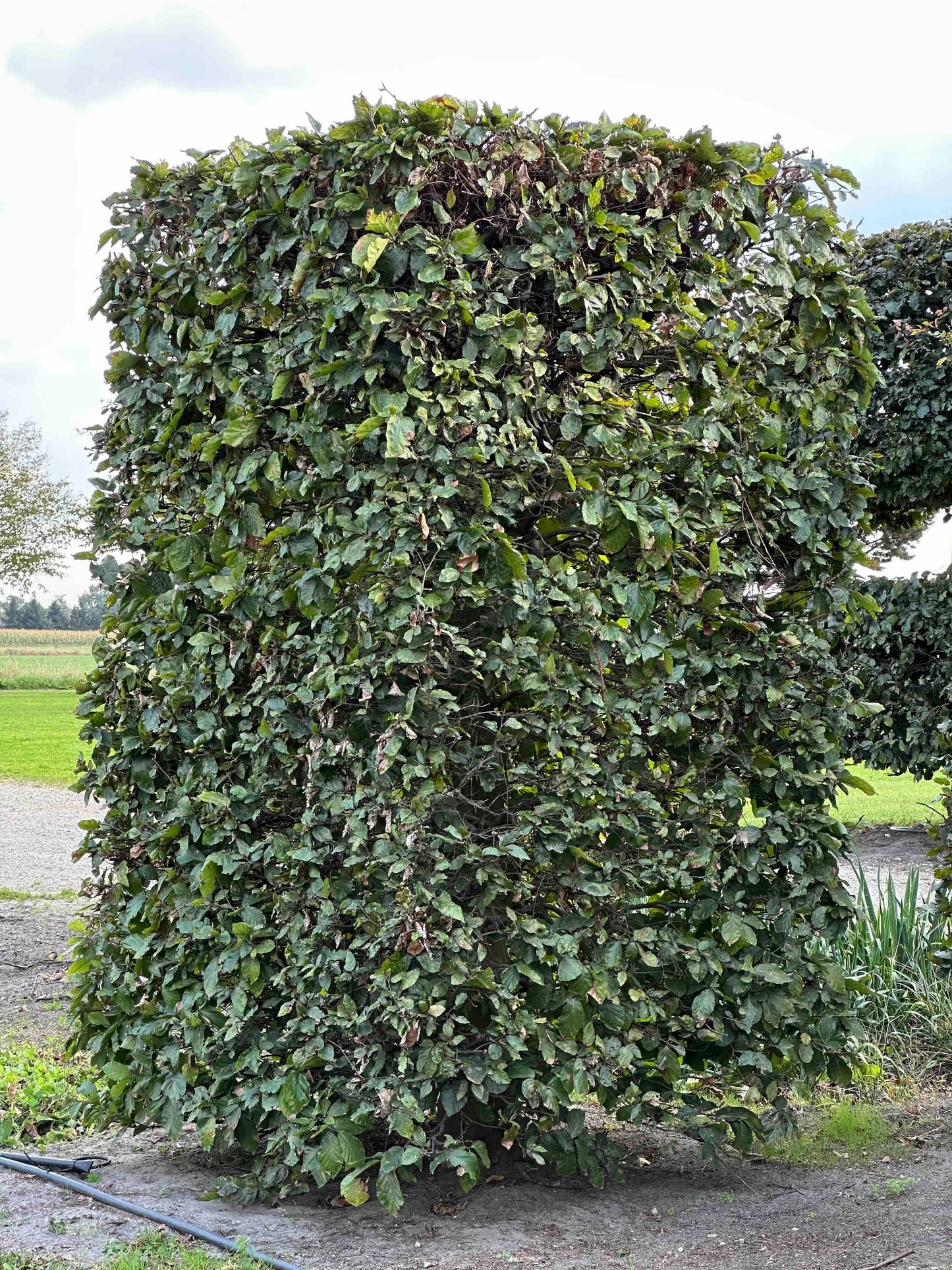 FS TOPIARY #162