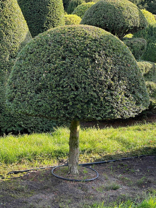 TB TOPIARY #283