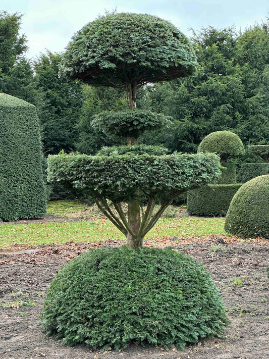 TB TOPIARY #447