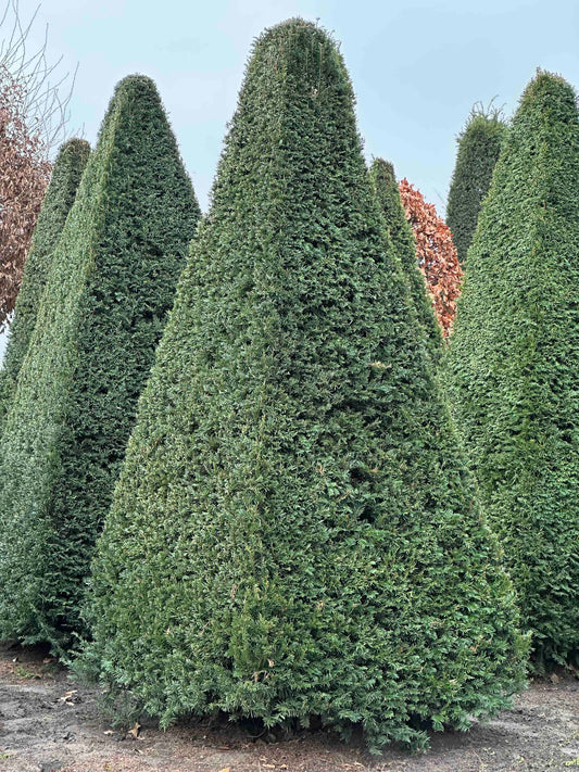 TB TOPIARY #234
