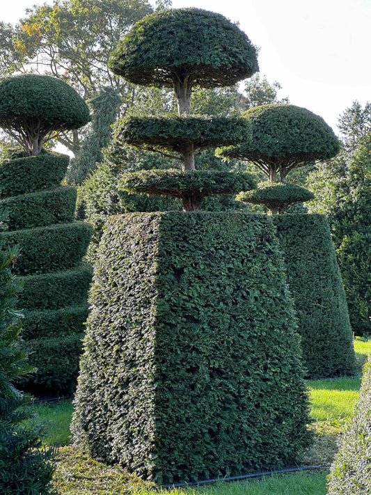 TB TOPIARY #015