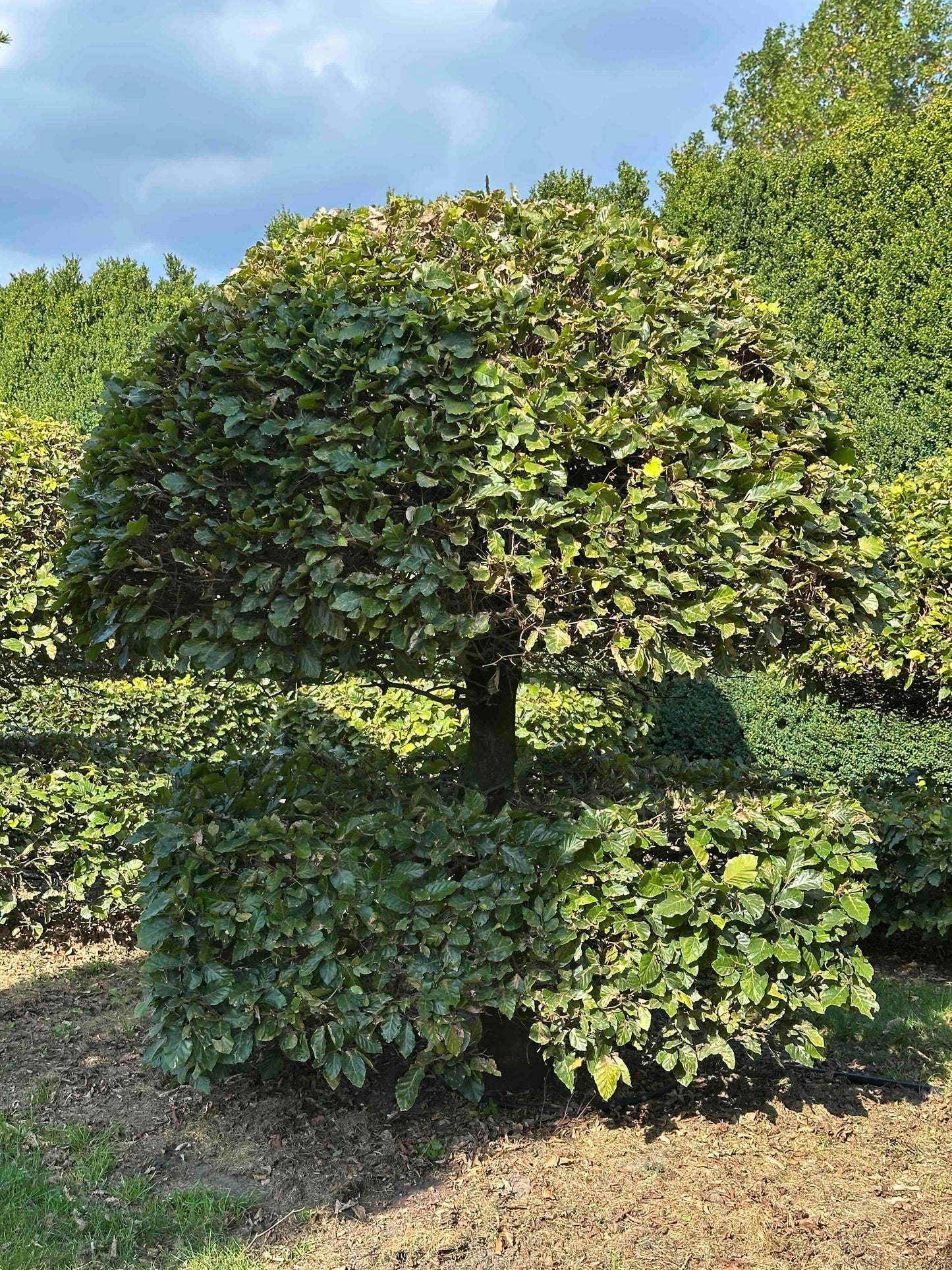 FS TOPIARY #070