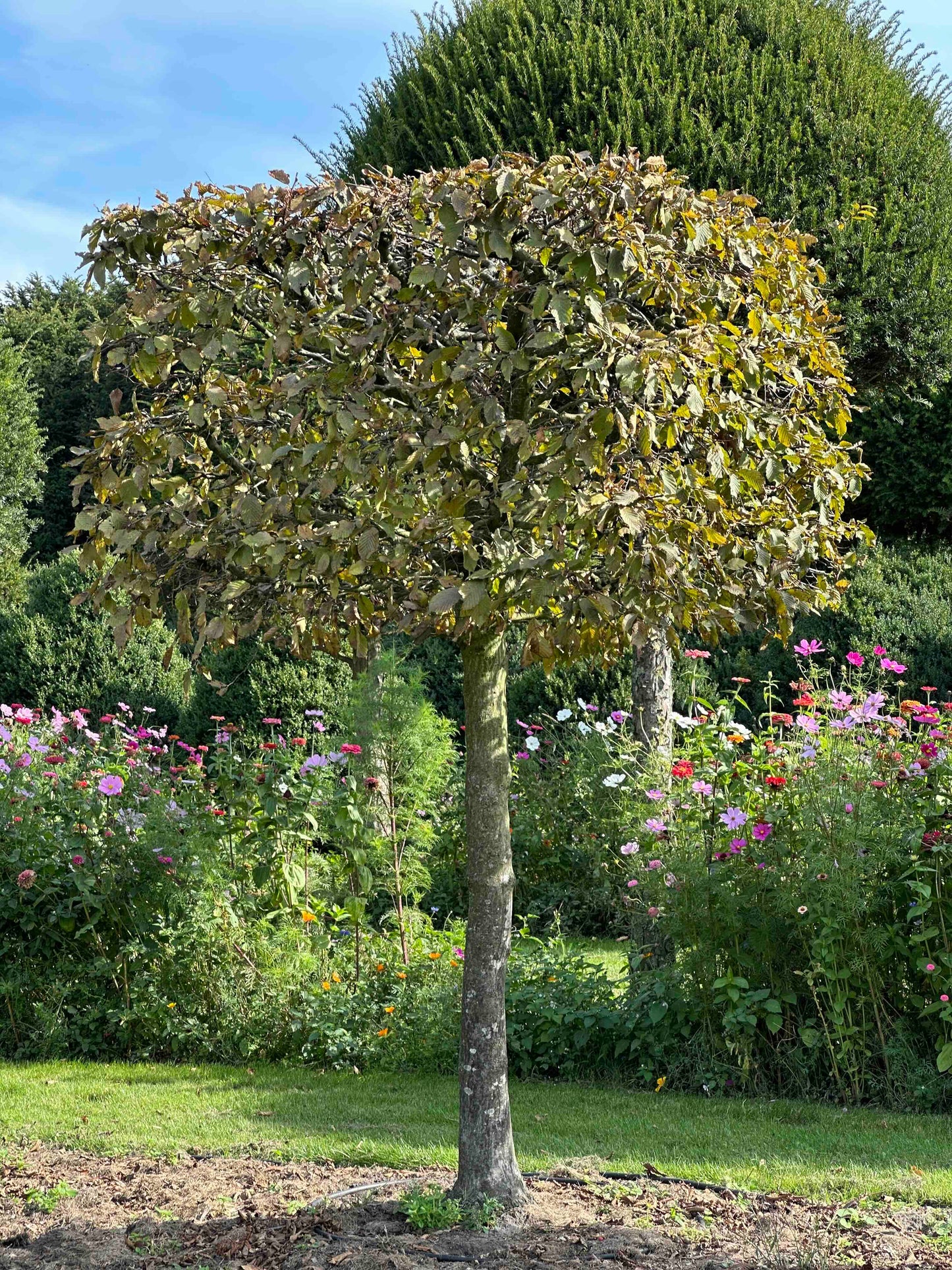 CB TOPIARY #112