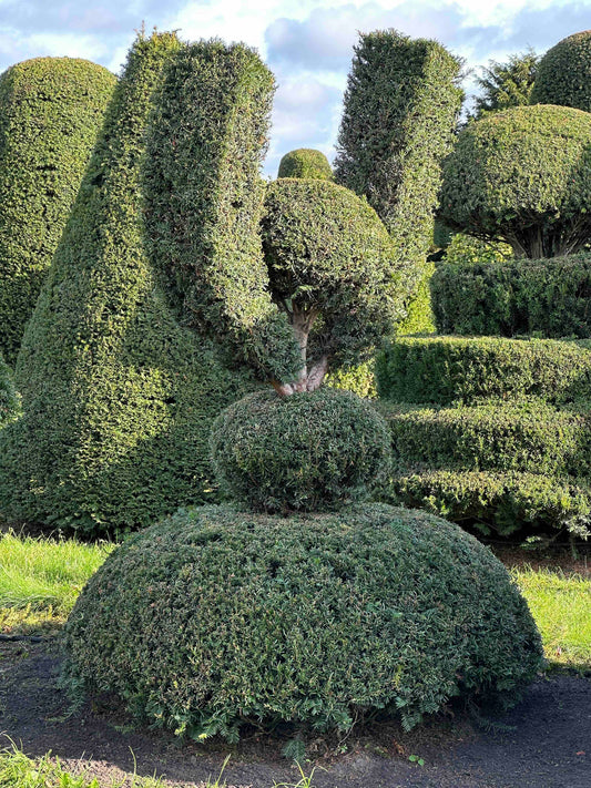 TB TOPIARY #284